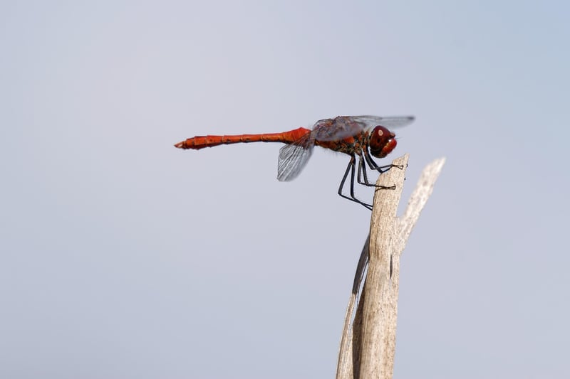 Mythical Dragon