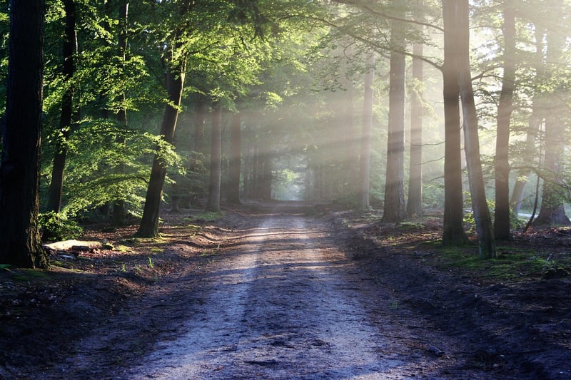 Fantasy Forest